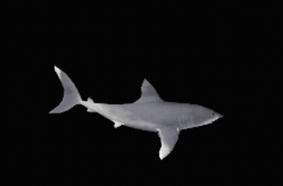A White Shark Is Swimming In The Dark Waters GIF