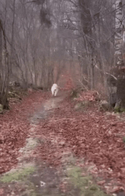 A White Sheep Is Walking Down A Path In The Woods GIF