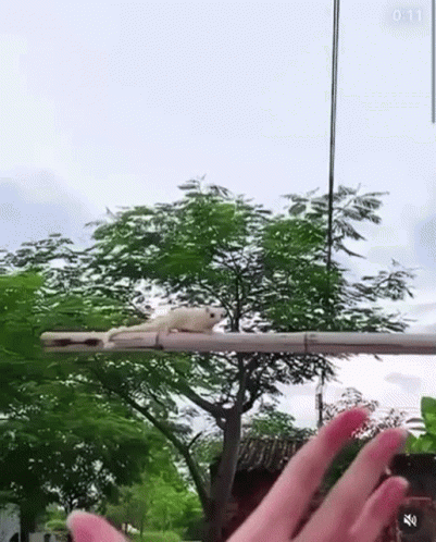 A White Squirrel Is Sitting On Top Of A Pole . GIF