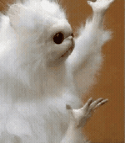 A White Squirrel Is Waving Its Paw In The Air . GIF