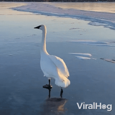 A White Swan Is Standing On A Frozen Lake With Viralhog Written On The Bottom Right GIF