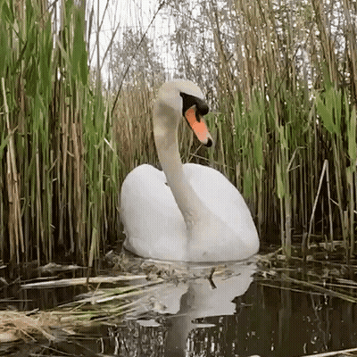 A White Swan Is Swimming In A Pond With Tall Grass Surrounding It GIF