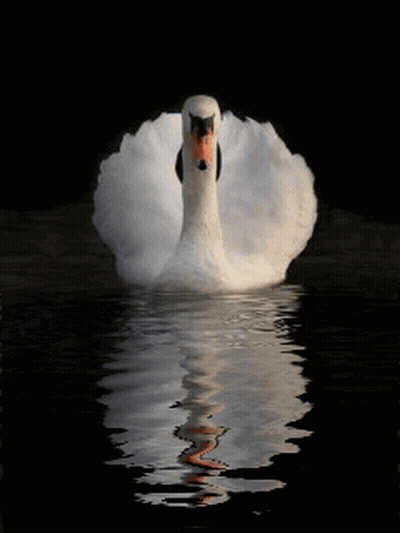 A White Swan Is Swimming In The Dark Waters Of A Lake GIF