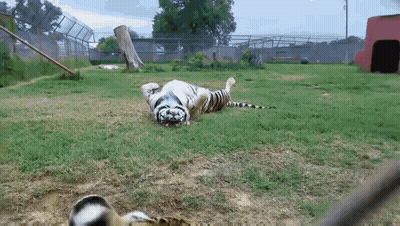 A White Tiger Laying On Its Back In A Grassy Field GIF
