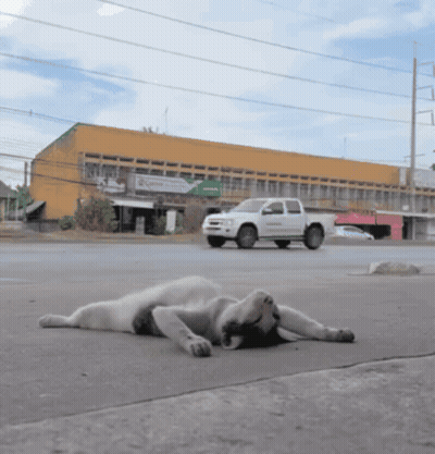 A White Truck Is Driving Past A Dog That Is Laying On The Ground GIF