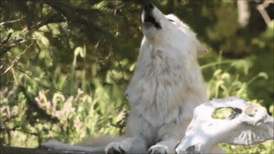 A White Wolf Howling Next To A Sheep Skull GIF
