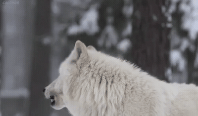 A White Wolf Is Standing In The Snow In A Forest . GIF