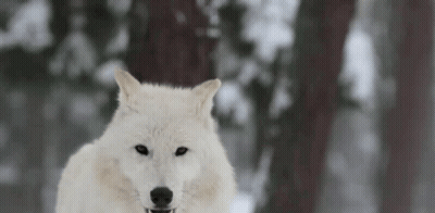 A White Wolf Is Standing In The Snow In The Woods . GIF