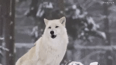 A White Wolf Is Standing In The Snow With Its Mouth Open And Looking At The Camera . GIF