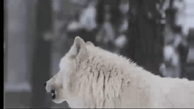A White Wolf Is Standing In The Snow With Its Mouth Open And Trees In The Background . GIF