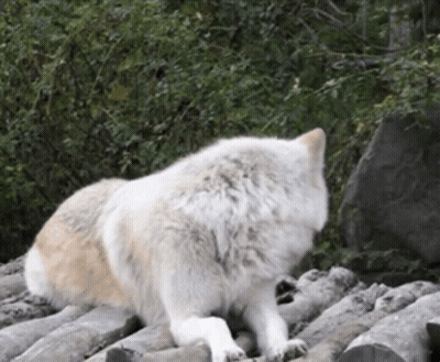 A White Wolf Laying On A Pile Of Logs In The Woods GIF