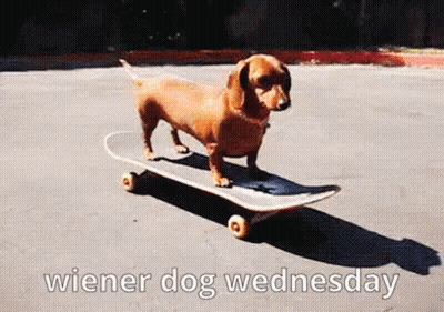 A Wiener Dog Is Riding A Skateboard On A Wednesday GIF