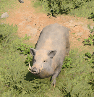 A Wild Boar With Large Tusks Is Walking In The Grass GIF