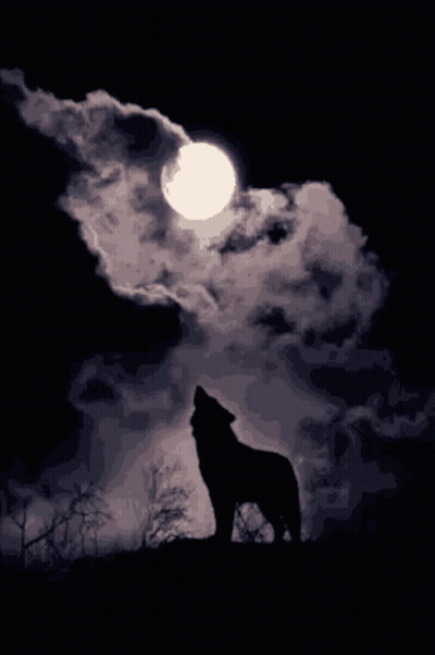 A Wolf Howling At A Full Moon In The Dark GIF
