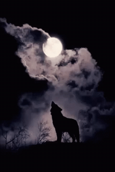 A Wolf Howling At The Full Moon In The Night Sky . GIF