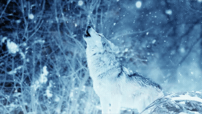 A Wolf Howling In A Snowy Forest GIF