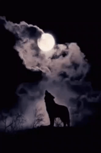 A Wolf Is Howling At The Full Moon In The Dark . GIF