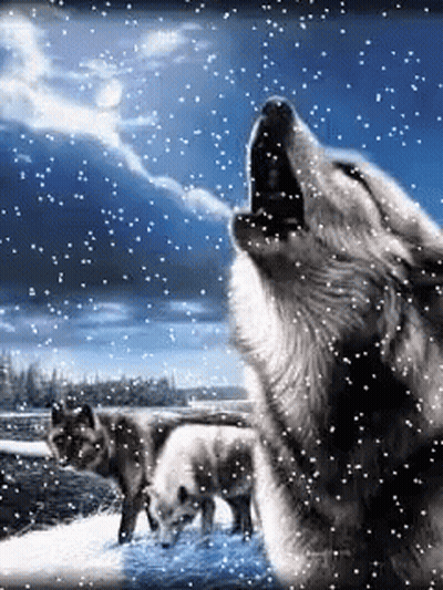 A Wolf Is Howling In The Snow While Two Other Wolves Look On GIF