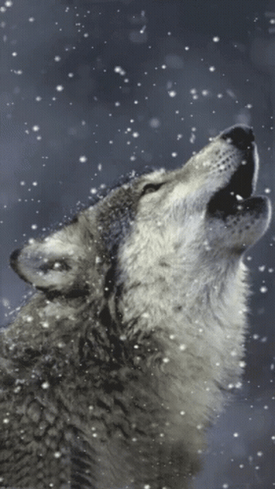 A Wolf Is Howling In The Snow With Snow Falling Around It GIF