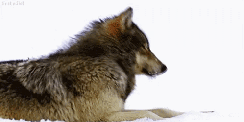A Wolf Is Laying Down In The Snow Looking At The Camera . GIF