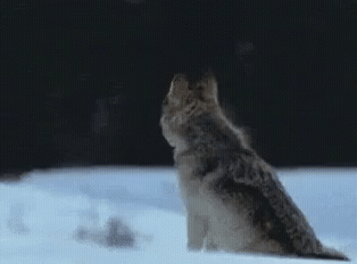 A Wolf Is Sitting In The Snow And Howling At The Sky . GIF