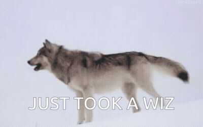 A Wolf Is Standing In The Snow With The Words `` Just Took A Wiz '' Written On The Bottom . GIF