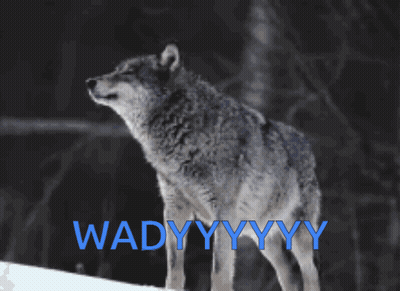 A Wolf Is Standing In The Snow With The Words Wadyyyyy Written In Blue GIF