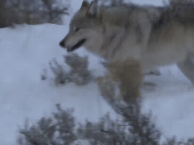 A Wolf Is Walking Through The Snow And Looking For Food . GIF