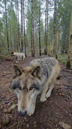 A Wolf Laying On The Ground In The Middle Of A Forest GIF