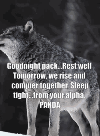 A Wolf Says Goodnight Pack Rest Well Tomorrow We Rise And Conquer Together Sleep Tight... From Your Alpha Panda GIF