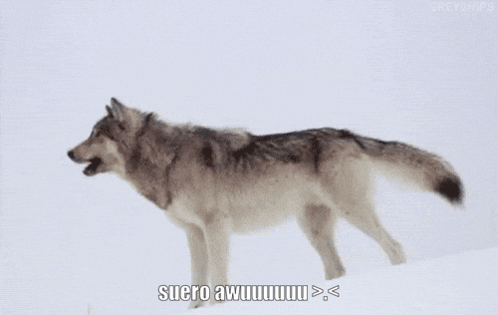 A Wolf Standing In The Snow With A Caption That Says Suero Awuuuu > < GIF