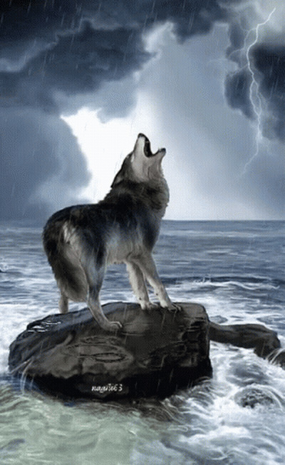 A Wolf Standing On A Rock In The Ocean Howling GIF
