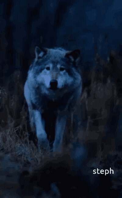 A Wolf With The Words Good Night Pack Rest Well Tomorrow We Rise And Conquer Together Sleep Tight From Your Alpha Steph  GIF