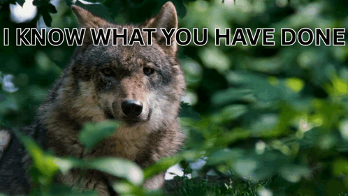 A Wolf With The Words " I Know What You Have Done " Above It GIF