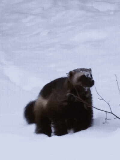 A Wolverine Is Standing In The Snow And Looking Up GIF