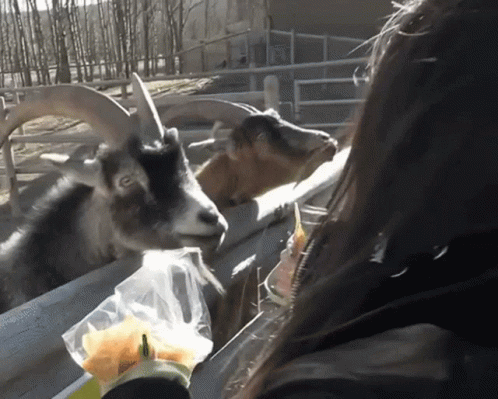 A Woman Feeds A Goat A Bag Of French Fries GIF