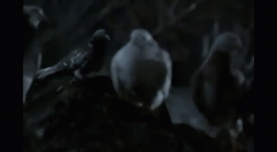 A Woman In A Hat Is Surrounded By Pigeons . GIF