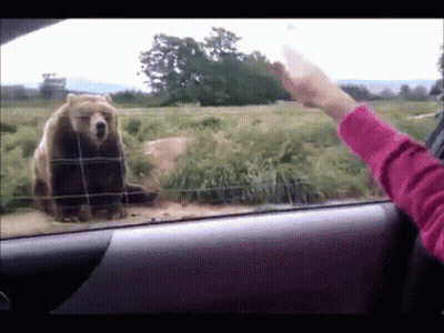A Woman In A Pink Sweater Is Reaching Out To A Bear GIF
