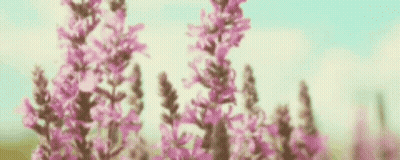 A Woman In A Yellow Top And Blue Shorts Is Walking Through A Field Of Flowers . GIF
