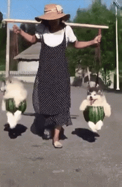 A Woman Is Carrying Two Watermelons On Her Shoulders While Two Dogs Are Carrying Watermelons On Their Backs . GIF