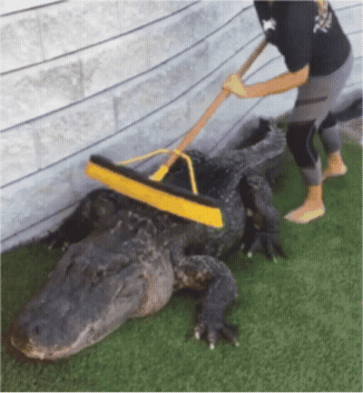 A Woman Is Cleaning An Alligator With A Broom GIF