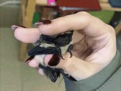 A Woman Is Holding A Bat In Her Hand GIF