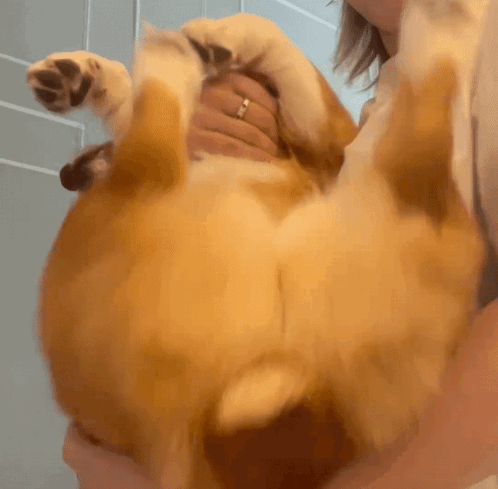 A Woman Is Holding A Dog On Its Back With Its Paws Up GIF