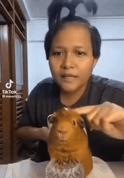 A Woman Is Holding A Guinea Pig On A Table While Talking To It . GIF