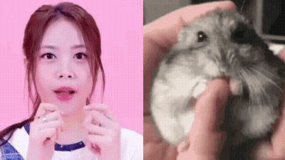 A Woman Is Holding A Hamster In Her Hands Next To A Picture Of A Person Holding A Hamster . GIF