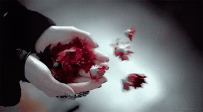 A Woman Is Holding A Red Flower In Her Hands And Petals Are Falling From Her Hands . GIF
