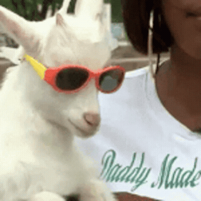 A Woman Is Holding A White Goat Wearing Sunglasses GIF