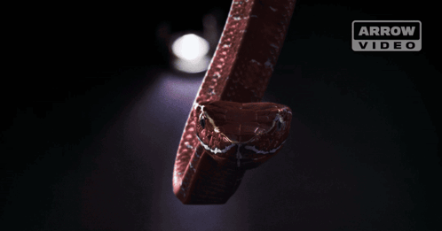 A Woman Is Looking At A Snake With An Arrow Video Logo In The Corner GIF