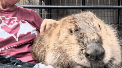 A Woman Is Petting A Beaver Wearing A Shirt That Says Save Turtles GIF