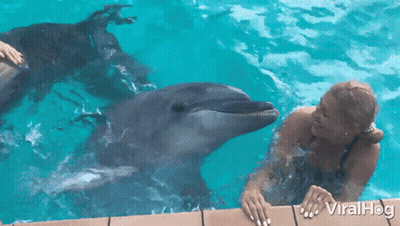 A Woman Is Petting A Dolphin In A Pool And The Dolphin Is Looking At The Woman GIF